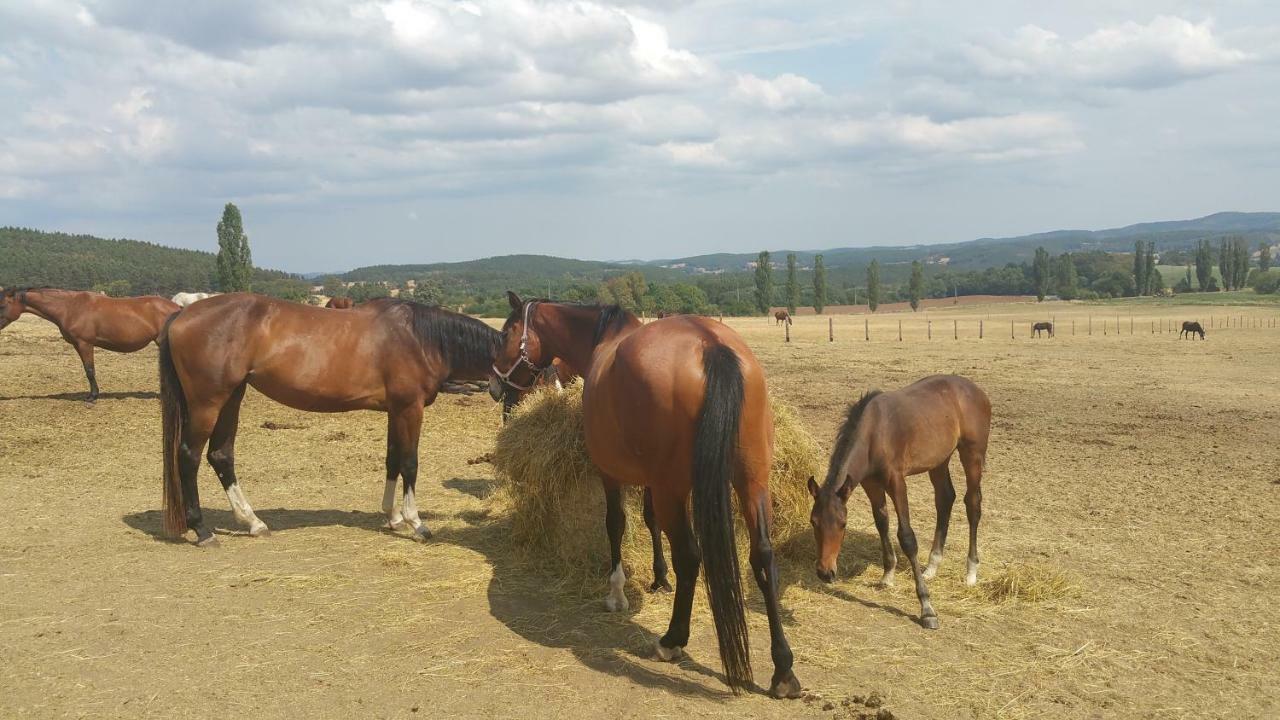 Penzion U Švarců Zduchovice Exteriér fotografie